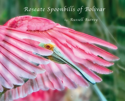 Hardcover Roseate Spoonbills of Bolivar Book