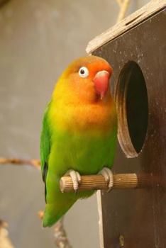 Paperback Lovebirds Notebook Book