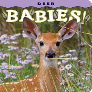 Board book Deer Babies! Book