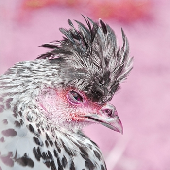 Paperback CHitin: by Raphaël Wolf Book