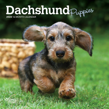 Calendar Dachshund Puppies 2024 Mini 7x7 Book