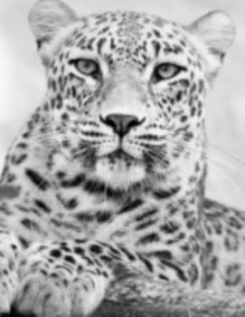 Planner: 2020 - 2021 Leopard Design Daily Planner | Safari Wildlife Animal Felidae South Africa Cover | January 20 - December 20 | Writing Notebook | ... | Plan Days, Set Goals & Get Stuff Done