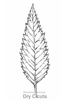 Paperback Dry Cicuta [Spanish] Book