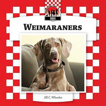 Weimaraners - Book  of the Dogs
