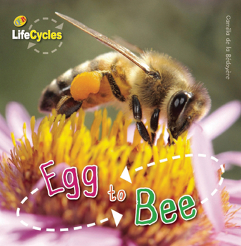 Egg to Bee - Book  of the Lifecycles
