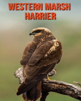 Paperback Western Marsh Harrier: Beautiful Pictures & Interesting Facts Children Book About Western Marsh Harrier Book