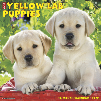Calendar Just Yellow Lab Puppies 2020 Wall Calendar (Dog Breed Calendar) Book