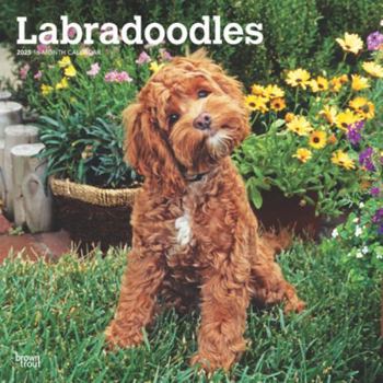 Calendar Labradoodles 2025 12 X 24 Inch Monthly Square Wall Calendar Plastic-Free Book
