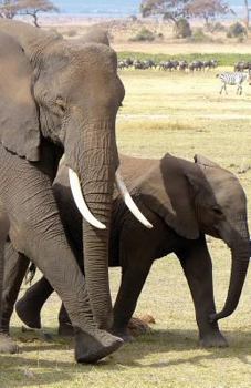 The Hacker-Proof Internet Address Password Book - Elephant Family : Alphabetical Website Username and Password Organizer Logbook Notebook