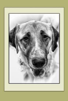 Paperback Anatolian Shepherd Dog Notebook: Notebook, Journal, Gift Book