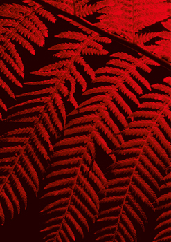 Paperback Julian Charrière: Controlled Burn Book