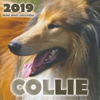 Paperback Collie 2019 Mini Wall Calendar Book