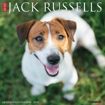 Calendar Just Jack Russells 2024 12 X 12 Wall Calendar Book