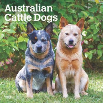Calendar Australian Cattle Dogs 2025 12 X 24 Inch Monthly Square Wall Calendar Plastic-Free Book