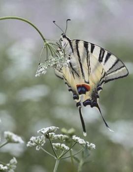 Paperback Dovetail Notebook Large Size 8.5 x 11 Ruled 150 pages Softcover Book