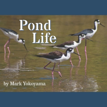 Paperback Pond Life Book