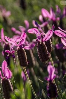 Paperback Blooming Field of Wild Lavender for the Love of Flowers: Blank 150 Page Lined Journal for Your Thoughts, Ideas, and Inspiration Book