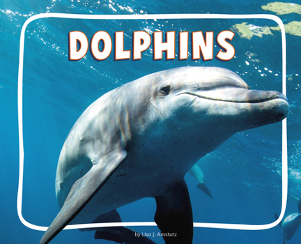 Paperback Dolphins Book