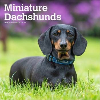 Miniature Dachshunds 2026 12 X 24 Inch (Hanging) Monthly Square Wall Calendar Plastic-Free
