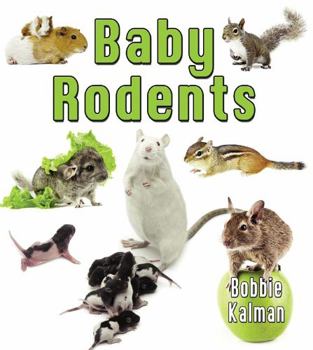 Paperback Baby Rodents Book