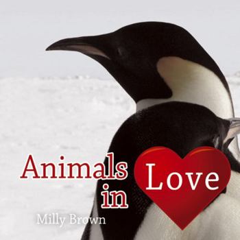 Hardcover Animals in Love Book