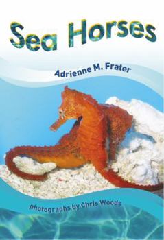 Paperback Sea Horses [New Heights] Book
