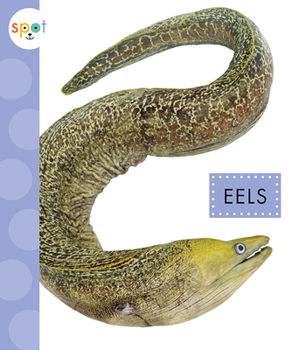 Paperback Eels Book
