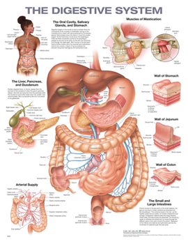 Wall Chart The Digestive System Anatomical Chart Book