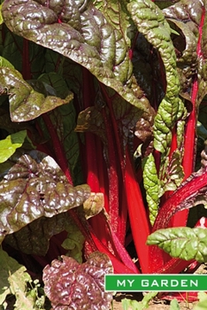 Paperback My Garden: Swiss chard. Fruit and vegetables growing, harvesting, garden notebook, garden logbook, garden journal, gardener's gif Book