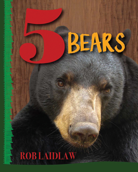 Hardcover 5 Bears Book