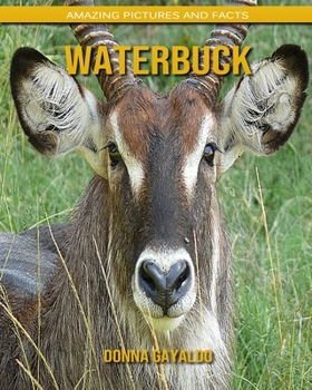 Waterbuck: Amazing Pictures and Facts