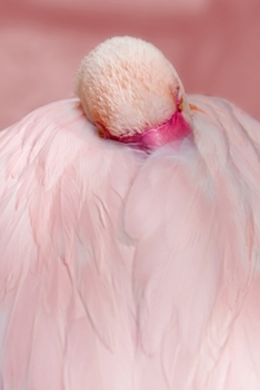 Paperback 2020: Pink Flamingo Dreaming Journal: 150 Page Lined Notebook/Diary Book