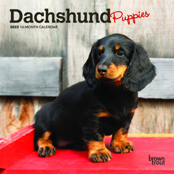 Calendar Dachshund Puppies 2023 Mini 7x7 Book