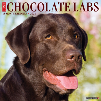 Calendar Just Chocolate Labs 2021 Wall Calendar (Dog Breed Calendar) Book