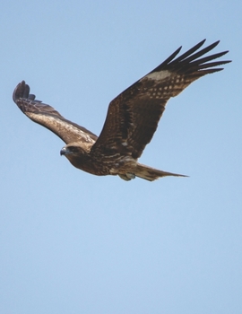 Notebook: Journal/Diary/Notebook - Japanese Black Kite - 150 Lined Pages - 8.5"x11" - Softcover - Great for everyday use!