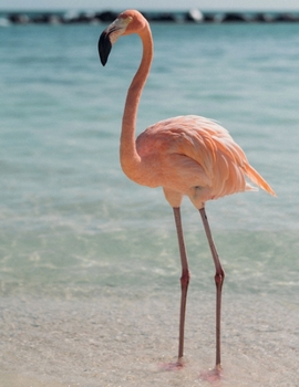 Notebook: College Ruled Composition Notebook / Flamingo Cover