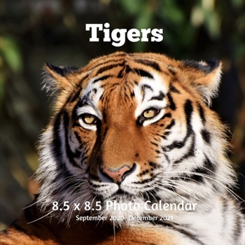 Tigers 8.5 X 8.5 Calendar September 2020 -December 2021: Monthly Calendar with U.S./UK/ Canadian/Christian/Jewish/Muslim Holidays Big Cats Animals Nat