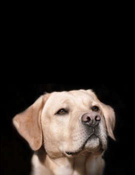 Daily Diary: Blank 2020 Journal Entry Writing Paper for Each Day of the Year | Labrador Pet Dog Owner Puppy | January 20 - December 20 | 366 Dated ... Your Life, Set Goals & Get Things Done