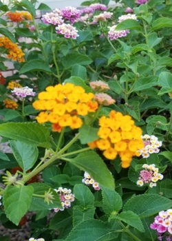 Paperback Springtime Joy Sketchbook Book