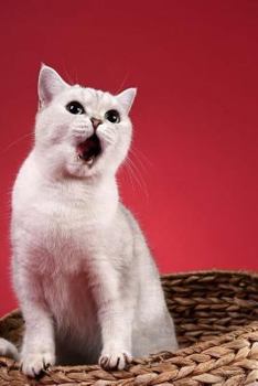 Paperback Basket Cat Notebook Book