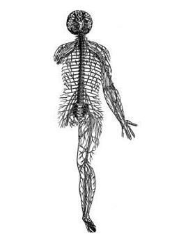 Anatomy Notebook: Topography of the Viscera 01 - Andreas Vesalius Anatomy Art College Ruled Notebook | 110 Pages (Andreas Vesalius White Cover)