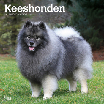 Calendar Keeshonden 2021 Square Book