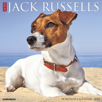 Calendar Just Jack Russells 2020 Wall Calendar (Dog Breed Calendar) Book