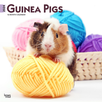 Calendar Guinea Pigs 2024 Square Book