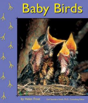 Paperback Baby Birds Book