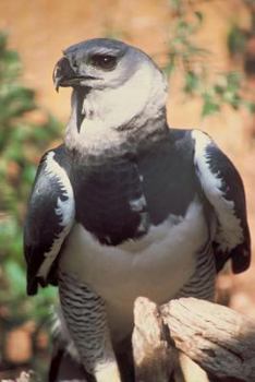 Paperback Harpy Eagle Journal: 150 page lined notebook/diary Book