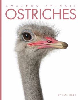 Ostriches - Book  of the Amazing Animals