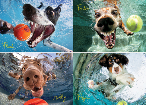 Misc. Underwater Dogs: Play Ball 1000-Piece Puzzle Book
