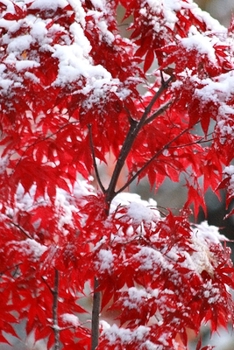 2020 Daily Planner Japanese Maple Winter Snow 388 Pages: 2020 Planners Calendars Organizers Datebooks Appointment Books Agendas