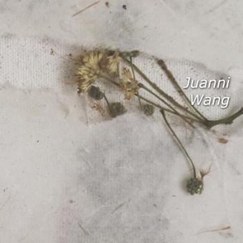 Paperback Juanni Wang: catalogo 2018 [Italian] Book